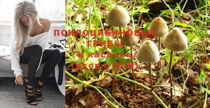 Псилоцибиновые грибы Psilocybe  купить наркоту  дарк нет наркотические препараты  Дубовка 